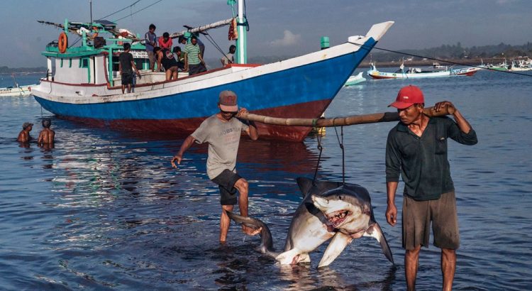 Denuncian pesca furtiva del tiburón punta negra en la Zona Norte