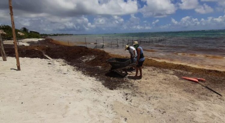 Reportan más de 30 mil toneladas de sargazo en Caribe Mexicano