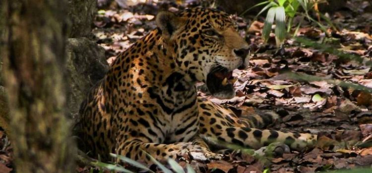 AMLO declara la región Jaguar como nueva área natural protegida en Tulum, Q. Roo