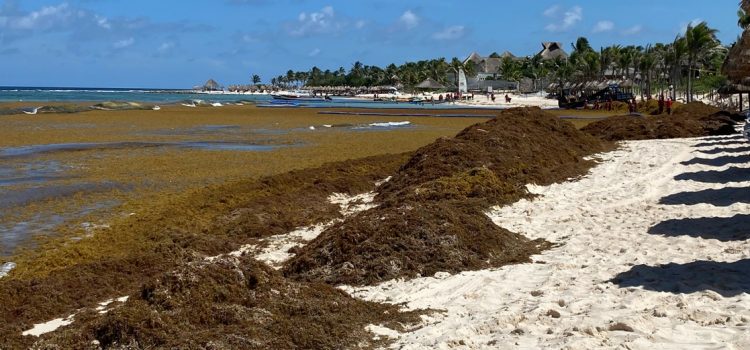 Pese a sargazo, Quintana Roo registra alta ocupación hotelera