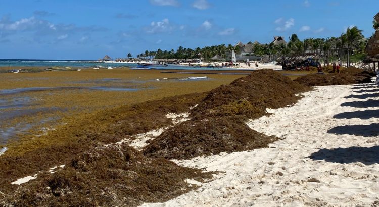 Pese a sargazo, Quintana Roo registra alta ocupación hotelera