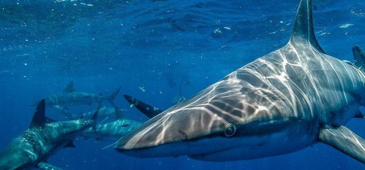 Suspenden pesca de tiburones en Quintana Roo