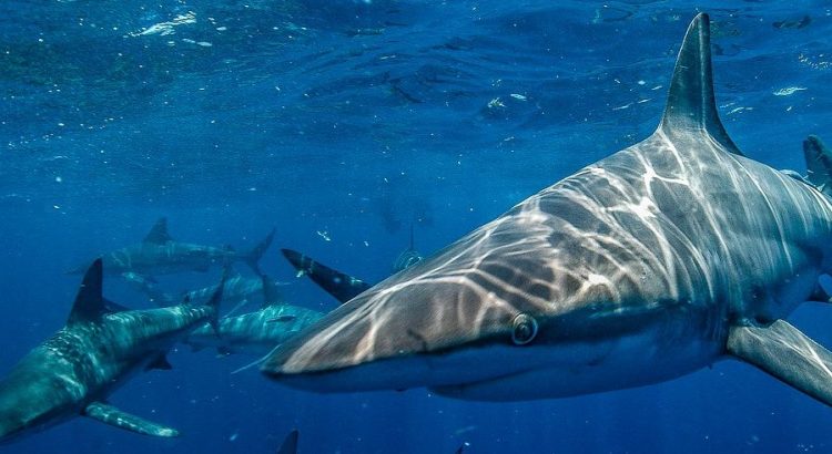 Suspenden pesca de tiburones en Quintana Roo
