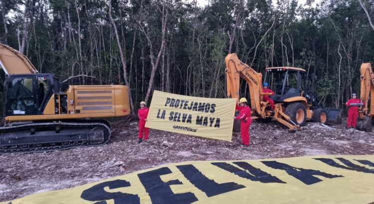 Ante la llegada del Tren Maya, Greenpeace hace un llamado a las autoridades para proteger la selva
