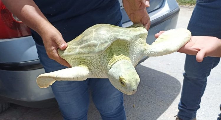 Rescatan a una tortuga verde de una casa en Quintana Roo