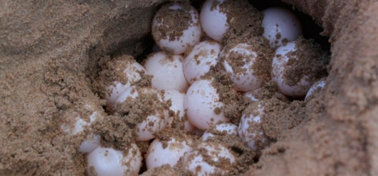 Castigarán con cárcel a quien robe o destruya huevos de tortuga en Cozumel