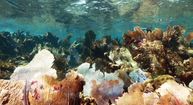 Con hábitas artificiales cuidarán los corales naturales de Quintana Roo