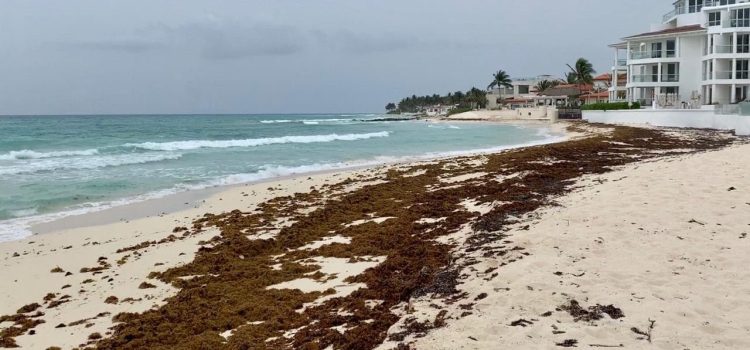 Habrá nuevo reglamento para el manejo integral del sargazo en Quintana Roo