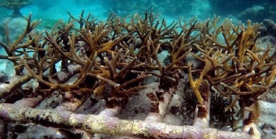 Desaparecen poblaciones enteras de especies de corales en Quintana Roo