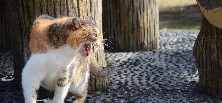 Registran en Quintana Roo muerte por rabia humana tras mordedura de gato