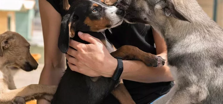 Harán ‘networking’ en Playa del Carmen a favor de animales rescatados en santuario