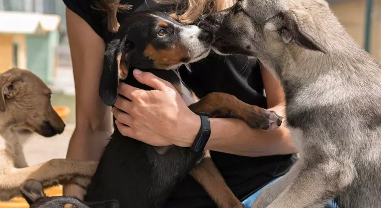 Harán ‘networking’ en Playa del Carmen a favor de animales rescatados en santuario