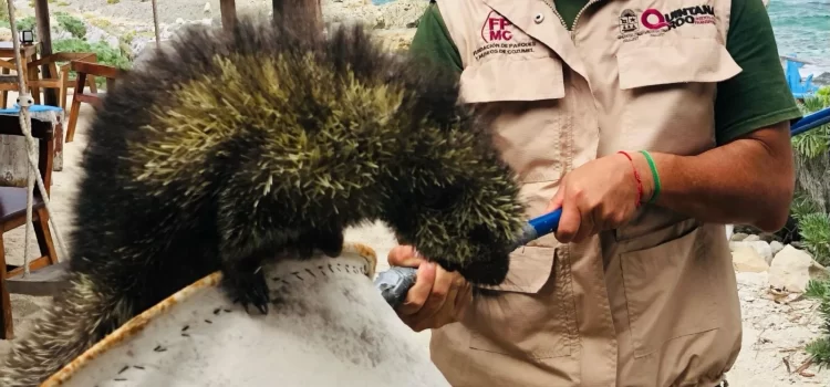 Rescatan a puercoespín en Cozumel; es considerada una especie amenazada