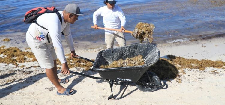 Surada incrementa recales de sargazo en algunos puntos de Playa del Carmen