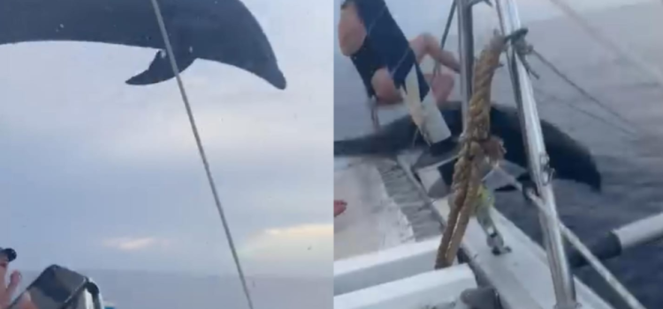 Delfín sorprende tras saltar dentro de embarcación de turistas