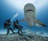 Invitan a actividades por el Mes Estatal del Tiburón en Quintana Roo