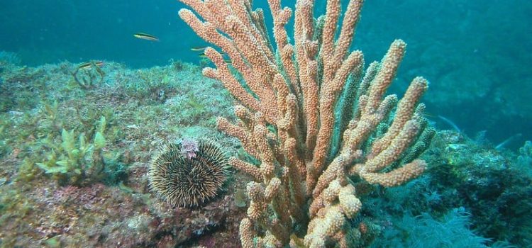 Tres de cada cuatro colonias de coral pilar están enfermas: Arrecifes Saludables para Gente Saludable