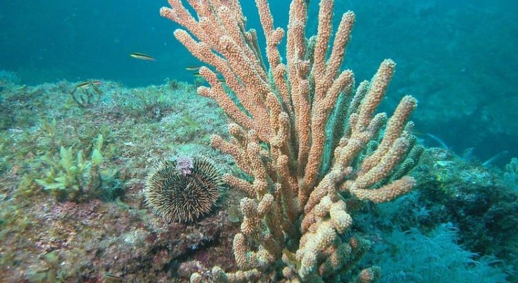 Tres de cada cuatro colonias de coral pilar están enfermas: Arrecifes Saludables para Gente Saludable