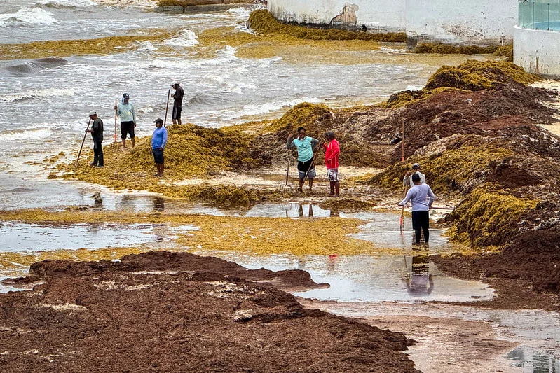 Playa del Carmen contratará crédito de 150 mdp ante falta de liquidez por arribo de sargazo