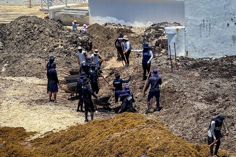 Polo de Desarrollo de Economía Circular de Puerto Morelos podrá procesar entre 600 y 4 mil toneladas diarias de sargazo