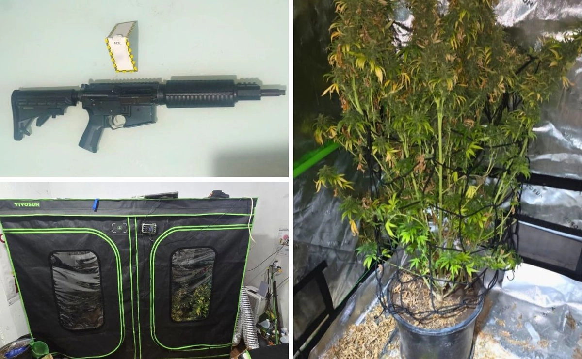 Aseguran en Quintana Roo armas y cultivos de interior de mariguana durante cateos