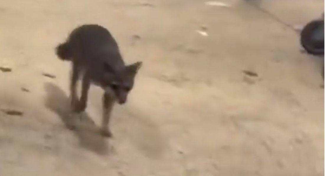 Atrapan a zorra gris con rabia que atacó a niña en Quintana Roo; buscan a otras posibles víctimas